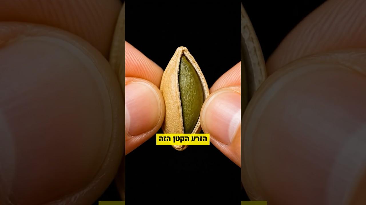 זרע קטן שיכול לשפר שינה, להפחית לחץ ולשקם את השרירים