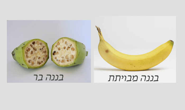 כך הפירות והירקות נראו לפני שהאדם ביית אותם