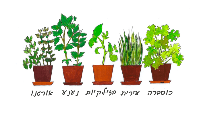 13 צמחי תבלין שאפשר לגדל במטבח