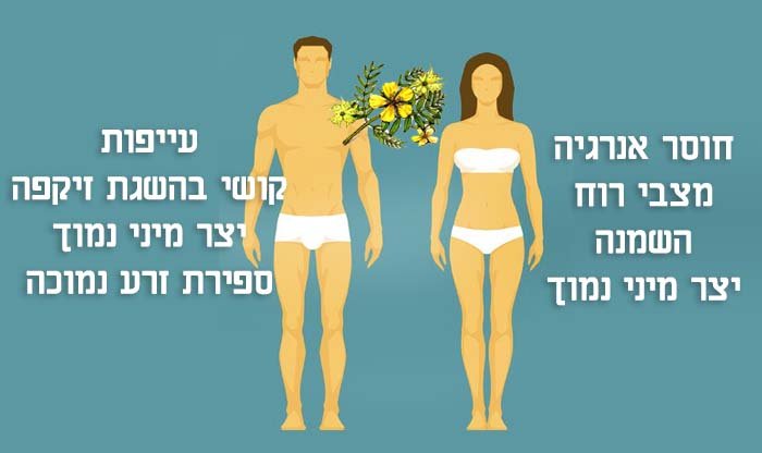 5 צמחים מוכחים מדעית המעלים טסטוסטרון