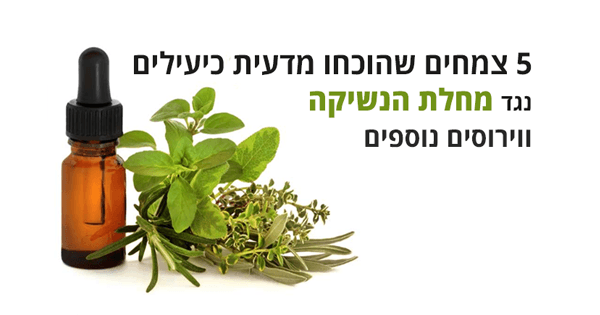 5 צמחים שהוכחו מדעית כיעילים נגד מחלת הנשיקה ווירוסים נוספים