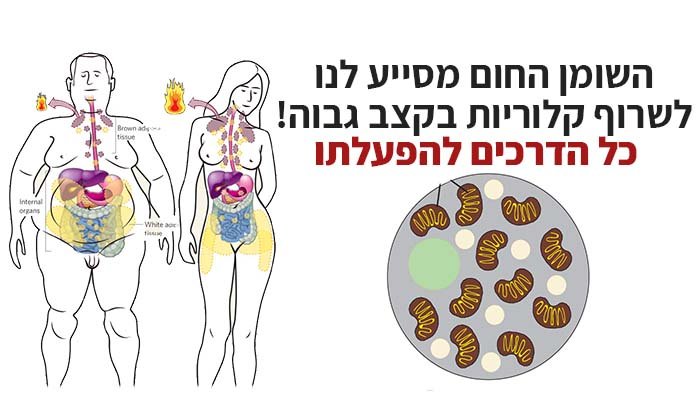 כל הדרכים להפעלת השומן החום בגופנו