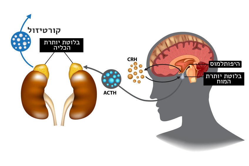 קורטיזול – מה הוא עושה וכיצד לשמור על רמה תקינה