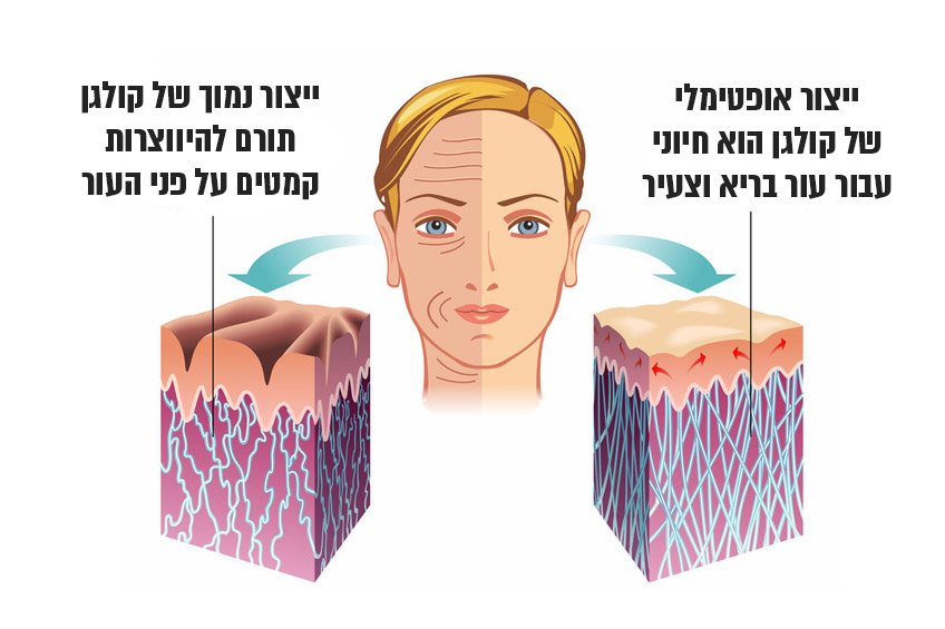 למה קולגן חשוב כל כך? (ואיך משיגים אותו?)