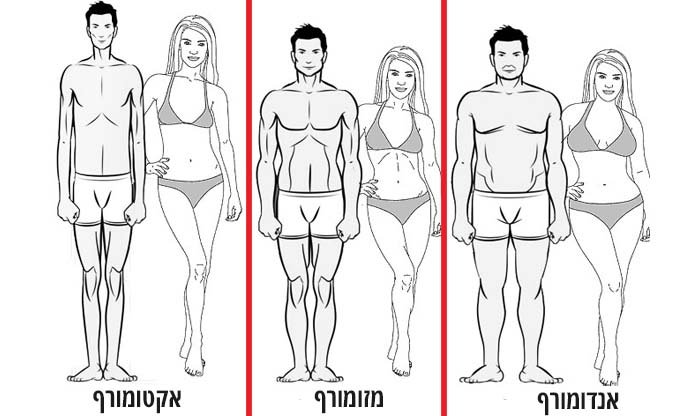 3 סוגי מבני הגוף: וכיצד הם משפיעים על הירידה במשקל