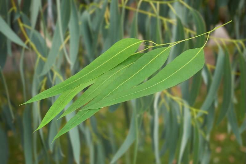 העץ שנמצא בכל פינה בארץ! אך לא ידעתם שהוא משפר נשימה, לחץ, פצעים ועוד